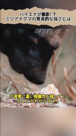 ハイエナが撤退！？ ミツアナグマの驚異的な強さとは #ハイエナ #ミツアナグマ #野生動物 #自然の力 #動物解説
