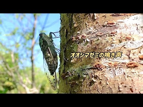 オオシマゼミ セミの鳴き声沖縄 Meimuna oshimensis 沖縄の蝉図鑑