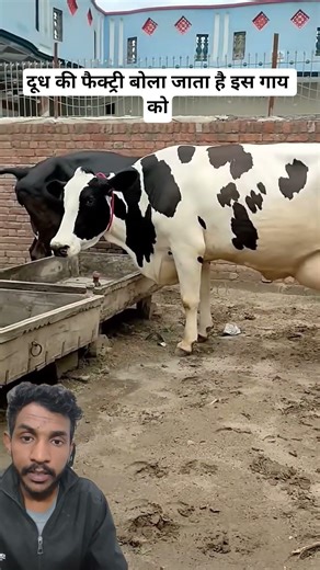Milk Factory Cow — Holstein Region Reality 🐄🥛 | Quantity vs Quality, 1 lakh lagana he or 13 lakh
