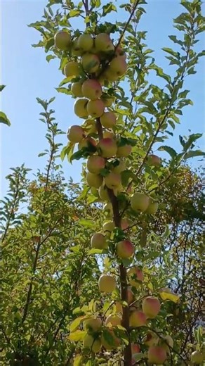 Beautiful yellow apple fruits on tree, in apple harvesting season, in beautiful apple orchard