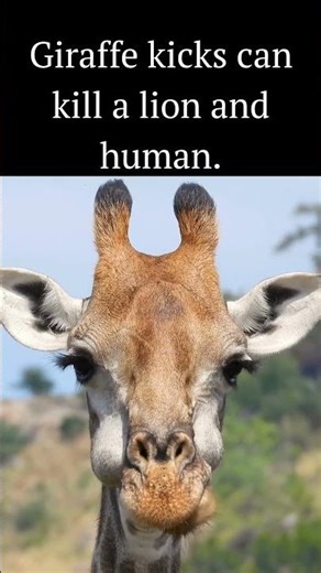 Giraffe kicks can kill a lion and a human