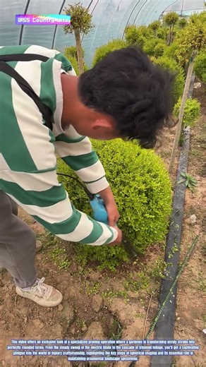 Living Sculpture: How Electric Hedge Trimmers Shape Perfect Garden Spheres