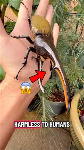 The Hercules Beetle is One of The STRONGEST INSECTS 💪🐜🪲#didyouknow