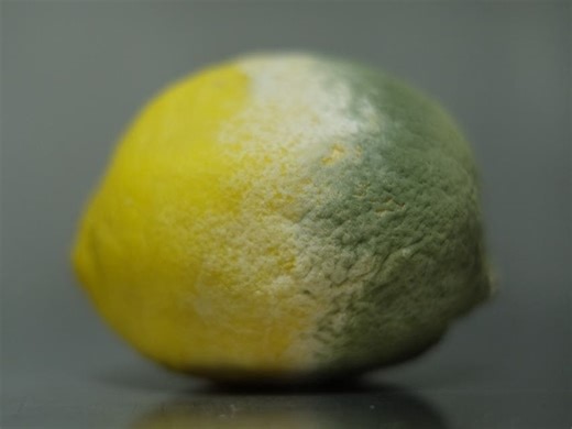 Berlin's Big Stink With Food Plant, What's Next?