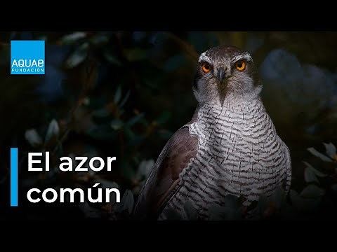 El AZOR COMÚN busca el AGUA para REFRESCARSE