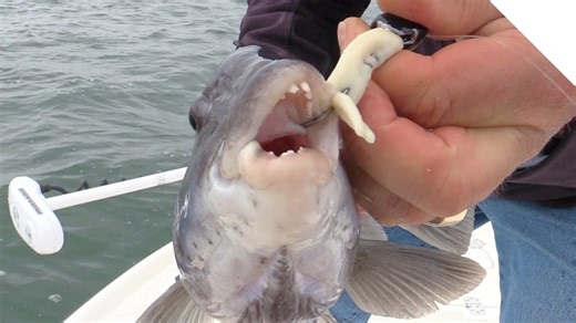 Saltwater jigging in Buzzards Bay, Cape Cod