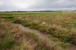 Little Whirlpool Ramshorn Snail - Back From The Brink