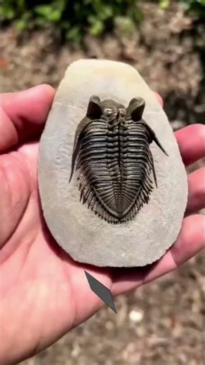 This Animal Refuses to Die 😖