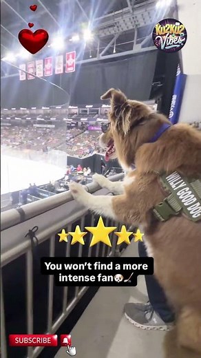 Funniest Dog Moments Ever Caught on Camera 😂🐶