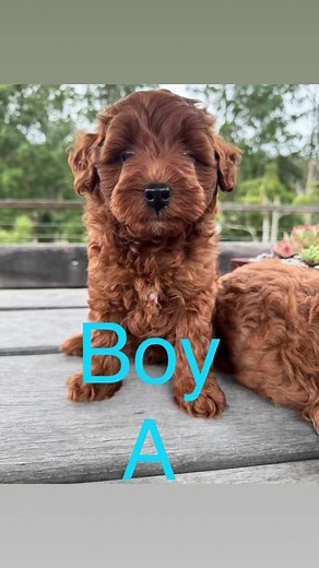Ginger and George’s Mini Groodle allocation pics! Gorgeous pups in deep mahogany red! ♥️ #bellalealtaminigroodles #bellalealta #minigroodlesofinstagram #bellalealtaminigroodles #bellalealtagroodles #bellalealtaredgroodles #bellalealtaredminigroodles | Bella-Lealta Mini Groodles & Cavoodles Australia