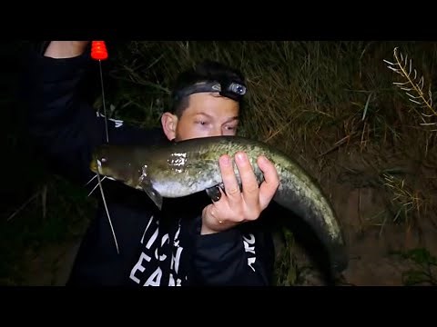 Angeln auf Wels. Endlich Zielfisch + Feedern in der Nacht mit PB Überraschung