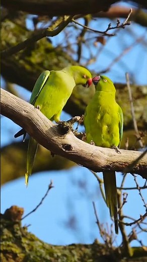 Two Parrots Showing Love | Beautiful Parrot Bird Bonding Moment #shorts