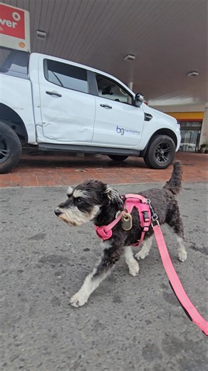 Miniature Schnauzer Walks Then Stops