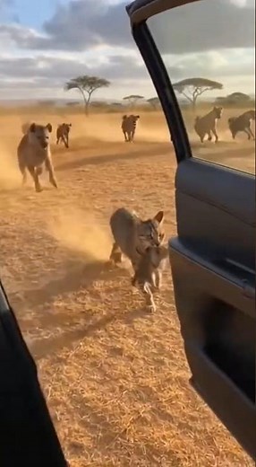 We all love cats, let's protect them together. 😭🐈 #animal #cat #wildlife