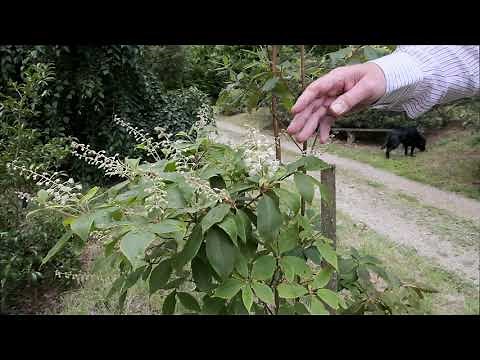 Growing Clethra - Burncoose Nurseries