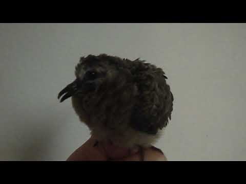 Wild Baby Mourning Dove Chirping - Dovey
