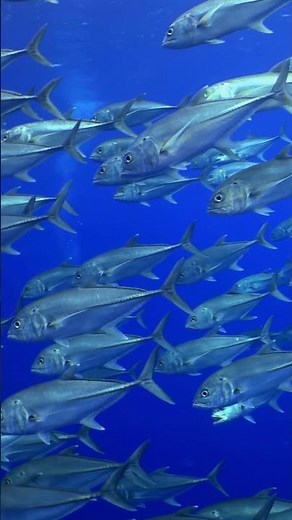 Slow Motion School of Tuna Gracefully Swim in the Ocean