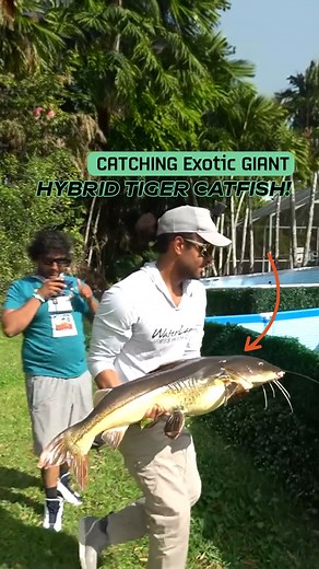 54K views · 887 reactions | Catching Massive Hybrid Tiger Catfish in Florida! | Zak Catch Em | Facebook