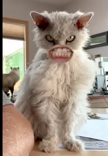 Terrifying Talking Cat Video