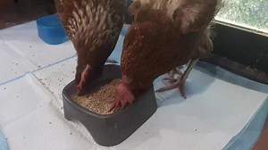 111 reactions · 12 comments | Eating machine gun Squeaky style 藍藍藍藍 | Let The Ladies Go | Facebook