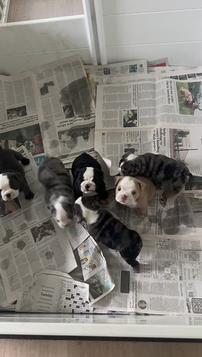 English Bulldog Puppy Care Tips and Cute Moments