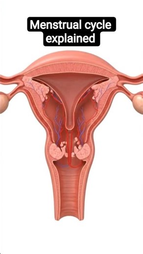 Periods Kaise Aate Hain? Uterus Ke Andar Kya Hota Hai | Full Explanation #pregnancy #short