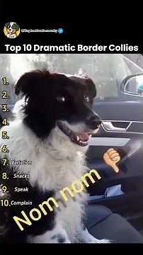 Top 10 Most Dramatic Border Collies Of All Time 😂