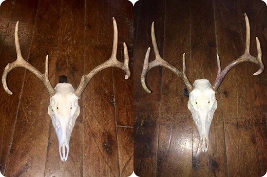 How to Repair Broken Antler Tines (Step-by-Step Photo Guide)