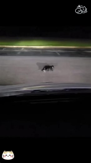 Hilarious Mid-Air Scared Cat Compilation