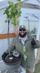 The EASIEST way to PROPAGATE A FIG! | Texas Garden Guy