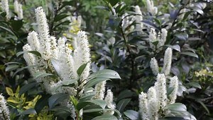 clip-16673830-prunus-laurocerasus---otto-luyken-shrub-spring