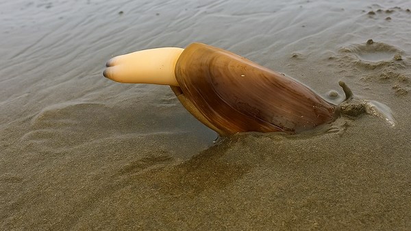 Watch the Funny Digging of Clam Hiding Underground at Low Tide