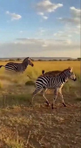Zebra's Incredible Leap To Safety!