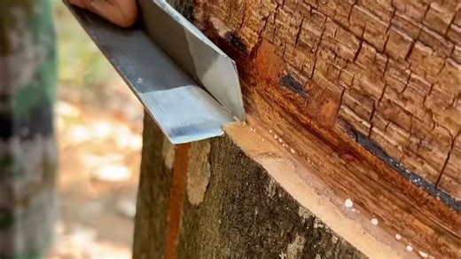 天然橡胶的生产者：橡胶树