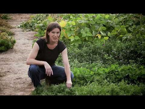 Legume Family: Forage Legumes | Colorado Field Crop Tour