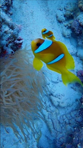 Finding Nemo #underwater #anemone #clownfish #redsea #diving #reeflife #sealife #ocean #nature #sea