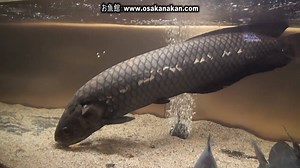 The African arowana, Heterotis niloticus, is a species of bonytongue. Despite being called an "arowana", the African arowana is more closely related to arapaimas © tanacc https://osakanakan.com/ | For The Love of Fish