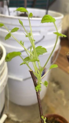 From Dormant to Growing—Watch This 👀