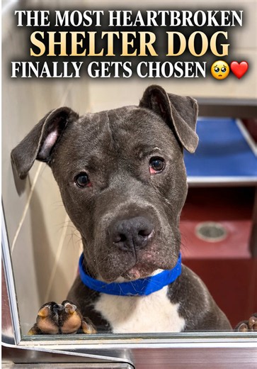 Orion’s Freedom Ride: Rescue Dog’s Journey from Shelter to Home