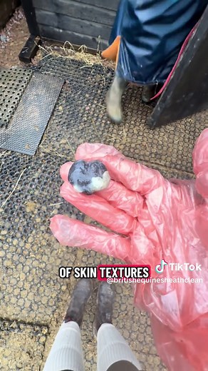 Essential Guide to Sheath Cleaning for Geldings
