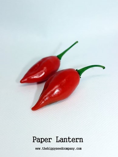 Paper Lantern Habanero