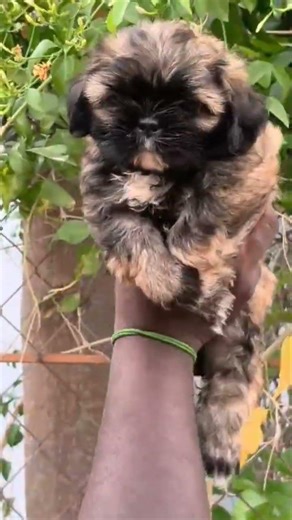 Very rare breed. #foryou #animals #farming #dog #shortvideo