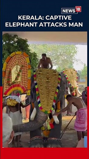 Captive Elephant Attacks Man at Kerala’s Annamnada Mahadeva Temple | Viral | N18S
