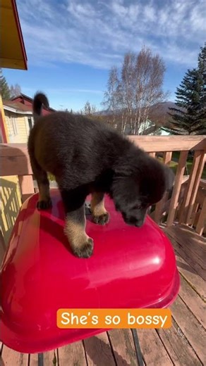 Husky/Lab mix #puppy #doglife