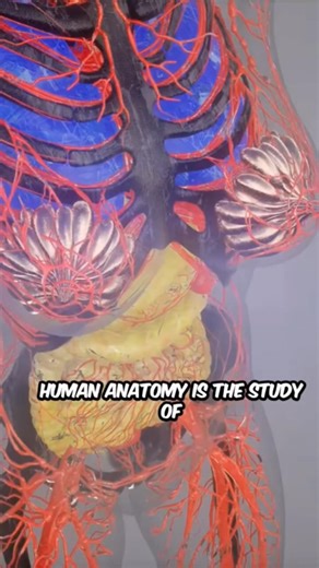 Human Anatomy for Beginners | Easy Medical Explanation
