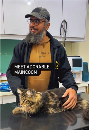 Neutering Procedures for Rare Maine Coon Cats