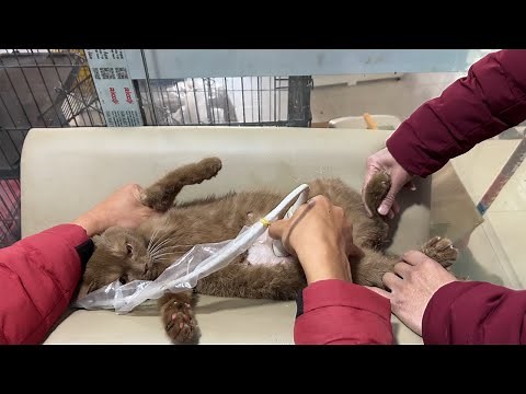 Help a mother cat who is having difficulty giving birth safely.