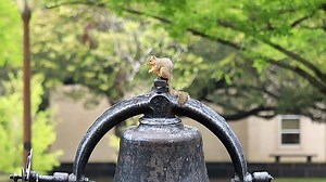 8.2K views · 372 reactions | When students are away, the squirrels will play. ️ | Baylor University | Facebook