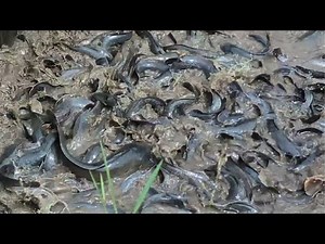 African Catfish (Clarias Gariepinus) | Catfish Farming in Ponds #uganda
