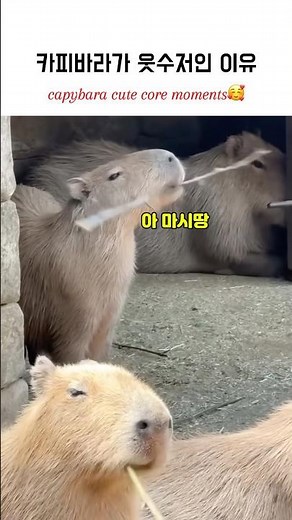 보다 보면 힐링되는 카피바라 순간들